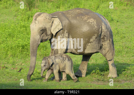 Mother and baby Asian Elephant (Elephas maximus) in the marshland of Kaziranga National Park, Assam, India