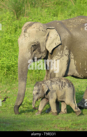 Mother and baby Asian Elephant (Elephas maximus) in the marshland of Kaziranga National Park, Assam, India Stock Photo