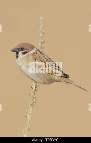 Eurasian Tree Sparrow (Passer montanus) in the Kubuqi Desert, Inner Mongolia Stock Photo