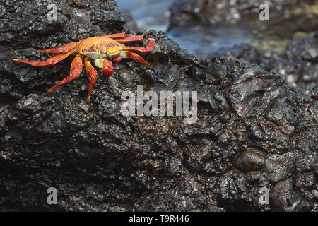 Sally Lightfoot Crab (Grapsus grapsus) on Isabella Island in the Galapagos Islands Stock Photo