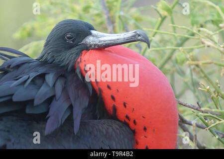 Male Magnificent Frigatebird (Fregata magnificens) displaying with inflated red gular sac on North Seymour Island in the Galapagos Islands Stock Photo