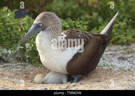 Blue-footed Booby (Sula nebouxii) on the nest with a chick and an egg on North Seymour Island in the Galapagos Islands Stock Photo