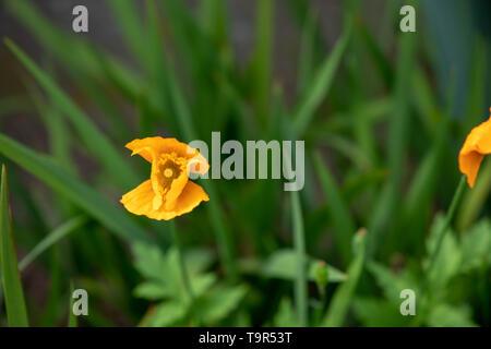 Yellow poppy Stock Photo