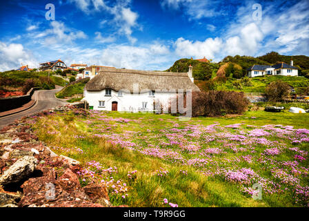 Armeria maritima, commonly known as thrift, sea thrift, sea pink, sea pinks, thatched house, thatched roof, sea pink flowers, pink flowers, hope cove Stock Photo