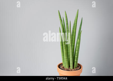 Sansevieria plants. Stylish green plant in ceramic pots on wooden vintage stand on background of gray wall. Modern room decor. sansevieria plants Stock Photo