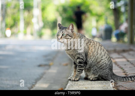 Cute tabby cat looking something on the grass floor in the garden public park. Stock Photo