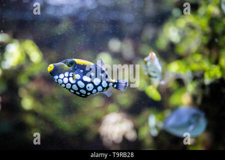 conspicillum clown trigger fish in aquarium Stock Photo