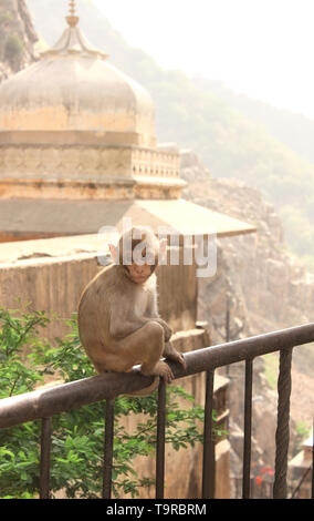 Monkey in Galta Ji Mandir Temple (Monkey Temple) near to Jaipur, India Stock Photo