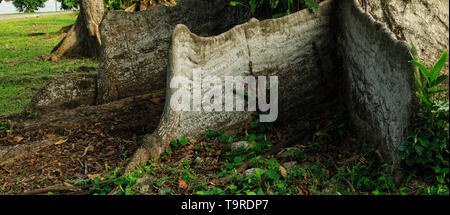 buttress root in forest Stock Photo