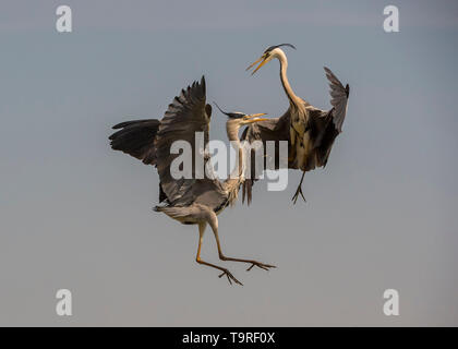 Grey herons fighting, Hortobágy National Park, Hungary Stock Photo