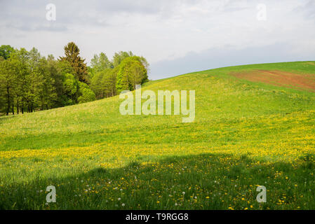 a green, flowery hill with a forest, against the sky Stock Photo