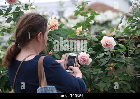 A woman looks at the David Austin Roses stand at the RHS Chelsea Flower Show at the Royal Hospital Chelsea, London. Stock Photo