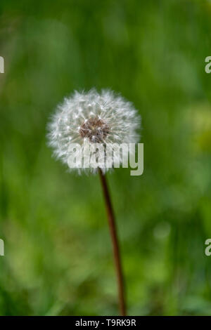 Shallow depth of field shot of a dandelion seed head, also known as a dandelion clock. Latin name is Taraxacum asterales. Stock Photo