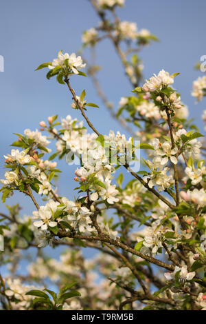 Detail of apple blossom, Burwash, East Sussex, England, United Kingdom, Europe Stock Photo