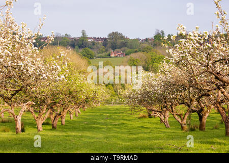 View to oast house and village through apple blossom trees in orchard, Burwash, East Sussex, England, United Kingdom, Europe Stock Photo