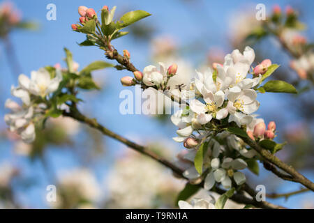 Detail of apple blossom, Burwash, East Sussex, England, United Kingdom, Europe Stock Photo