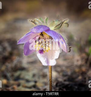 Ants on a blooming flower pasque-flower . Macrophotography Stock Photo