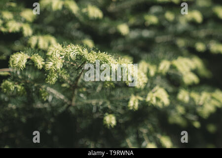 Fir tree brunch close up. Fluffy fir tree brunch close up Stock Photo