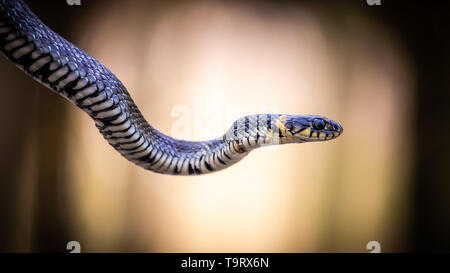 Grass snake (Natrix natrix) close-up with a light background Stock Photo