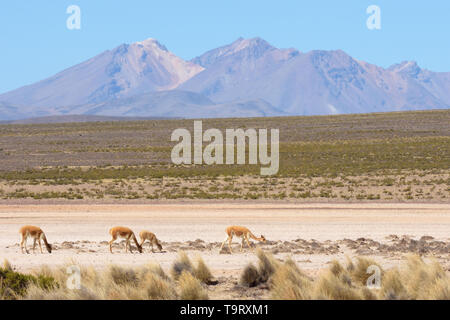 Vicuna family (Vicugna vicugna) grazing in the Reserva Nacional Salinas y Agueda Blanca in the Andes Mountains, Peru Stock Photo