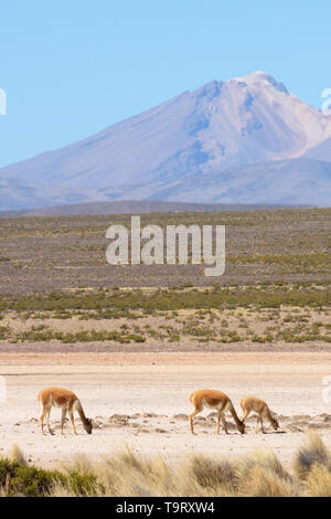 Vicuna family (Vicugna vicugna) grazing in the Reserva Nacional Salinas y Agueda Blanca in the Andes Mountains, Peru Stock Photo