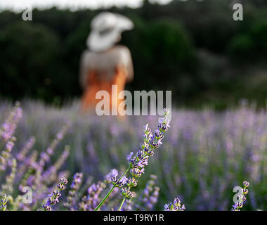 Lavender festival Turgut seferihisar izmir Stock Photo