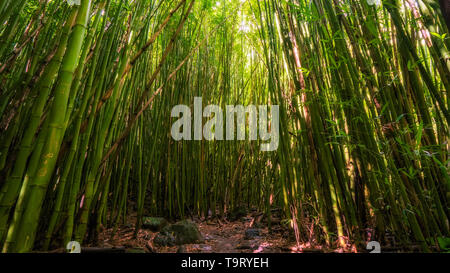 Bamboo forest along the Pipiwai trail in Kipaula, Maui, Hawaii, United States Stock Photo