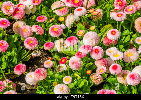 Bellis perennis Pomponnete, cultivated hybrid specie of the english daisy flower, popular ornamental garden flowers, nature background Stock Photo