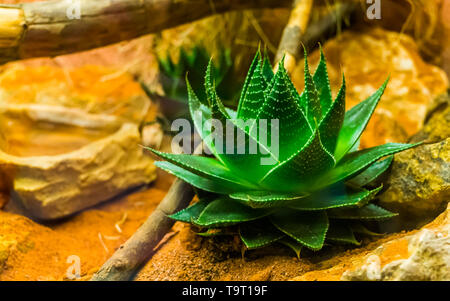 closeup of a small aloe vera plant, ayurvedic medicine, popular cultivated plants in horticulture Stock Photo