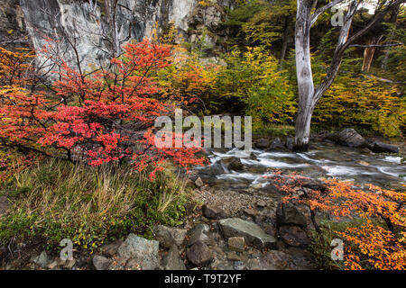 Fall color by Arroyo del Salto near the Chorillo del Salto waterfall in Los Glaciares National Park near El Chalten, Argentina.  A UNESCO World Herita Stock Photo
