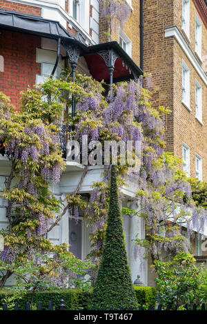 Conical topiary in the front garden with Wisteria on the house in Cheyne Walk, Chelsea, London, England Stock Photo