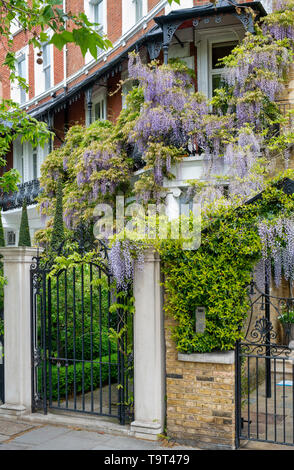 Wisteria on a house in Cheyne Walk, Chelsea, London, England Stock Photo