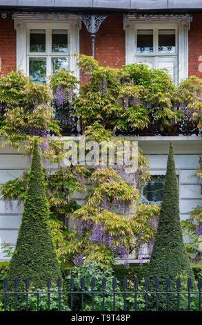 Conical topiary in the front garden with Wisteria on the house in Cheyne Walk, Chelsea, London, England Stock Photo