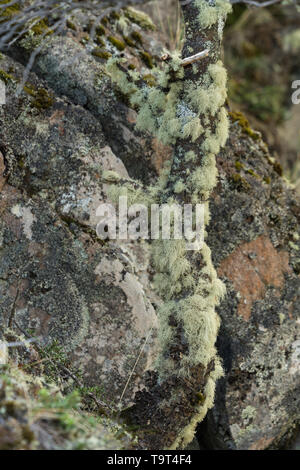 Old Man's Beard, Usnea barbata, is commonly called a tree lichen.  It is very common on the trees in the lenga forests of Patagonia. Stock Photo