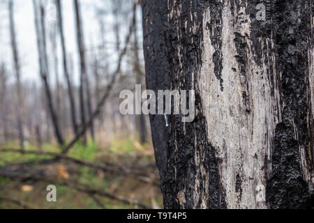Close-up of bark of a tree in burned forest Stock Photo