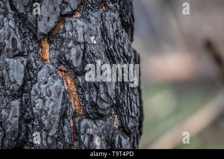 Close-up of burned bark of a tree in burned forest Stock Photo