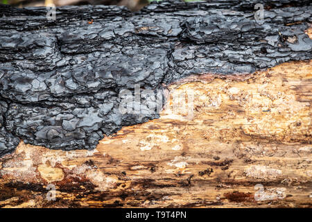Close-up of burned bark of a tree in burned forest Stock Photo