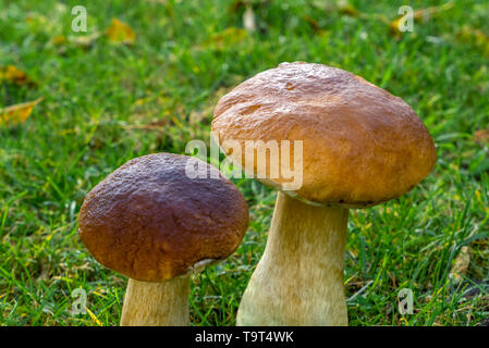 Stone mushrooms (Boletus edulis), food mushroom, Steinpilze (Boletus edulis), Speisepilz Stock Photo
