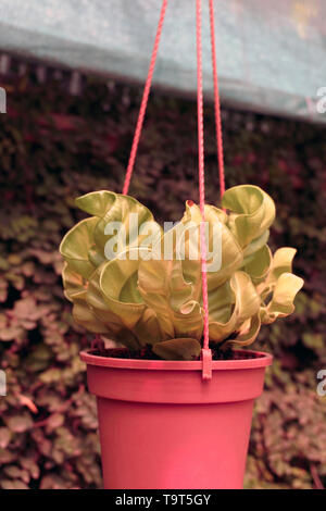 Blooming Cactus In Hanging Basket With Red And Green Berries In The Greenhouse Stock Photo