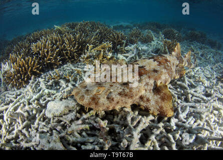 Tasselled wobbegong shark,Eucrossorhinus dasypogon, in shallow staghorn coral head, Acropora sp., Heron Island, Great Barrier Reef, Queensland, Austra Stock Photo