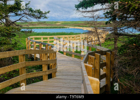 Boardwalk, part of the trail, across wetlands and through forest at Greenwich, Prince Edward Island National Park, PEI, Canada Stock Photo