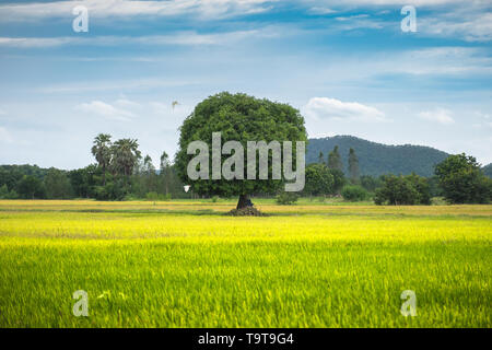 Mango tree on rice field with blue sky and bird flying Stock Photo