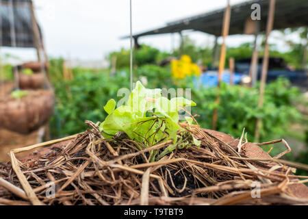 Organic green oak lettuce planting in coconut vase Stock Photo