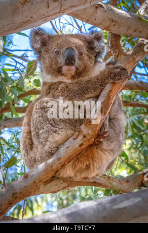 Koala in an Eucalyptus tree, Kangaroo Island Stock Photo