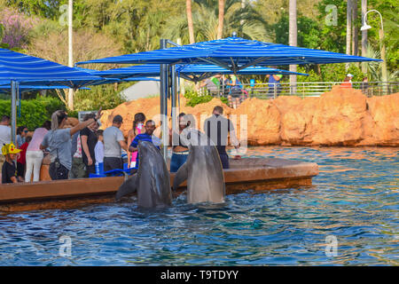 Orlando, Florida. March 09 2019. Bottlenose dolphins jumping  at Seaworld in International Drive area (1) Stock Photo