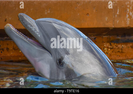 Orlando, Florida. March 09 2019. Nice Bottlenose dolphin at Seaworld in International Drive area . Stock Photo