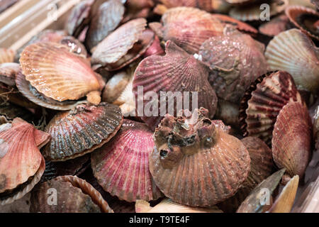 Fresh scallops for sale in the market. Pecten maximus. Vieira from Galicia, Spain. Stock Photo