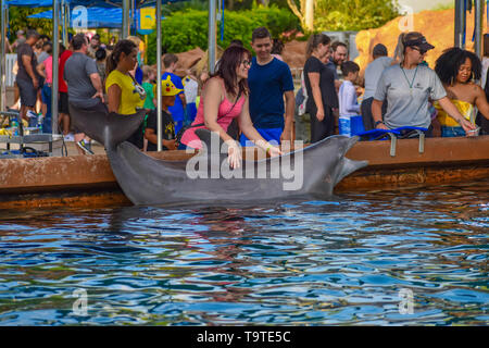 Orlando, Florida. March 09 2019. Woman stroking Bottlenose dolphin at Seaworld in International Drive area. Stock Photo