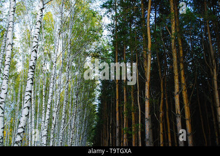 bottom view of tops of pine, birch, oak trees in forest of ...