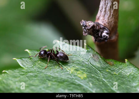 Close up of a black garden ant on a leaf in the garden Stock Photo
